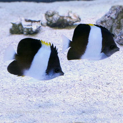 Pyramid Butterfly - Black (Indian Ocean)