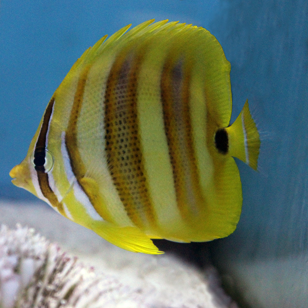 Rainford's Butterfly | JLAquatics Canada – J&L Aquatics Ltd.