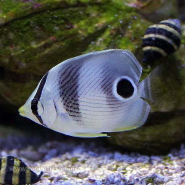 Reef Butterfly (Atlantic)