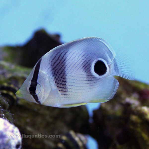 Reef Butterfly (Atlantic)