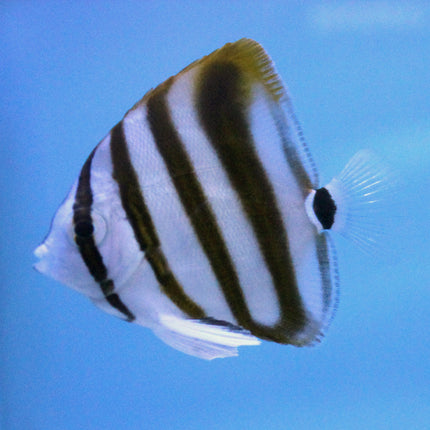 Six Spined Butterfly (Asia Pacific)