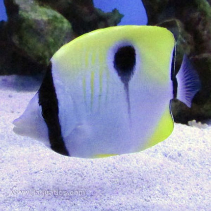 Teardrop Butterfly (Asia Pacific)