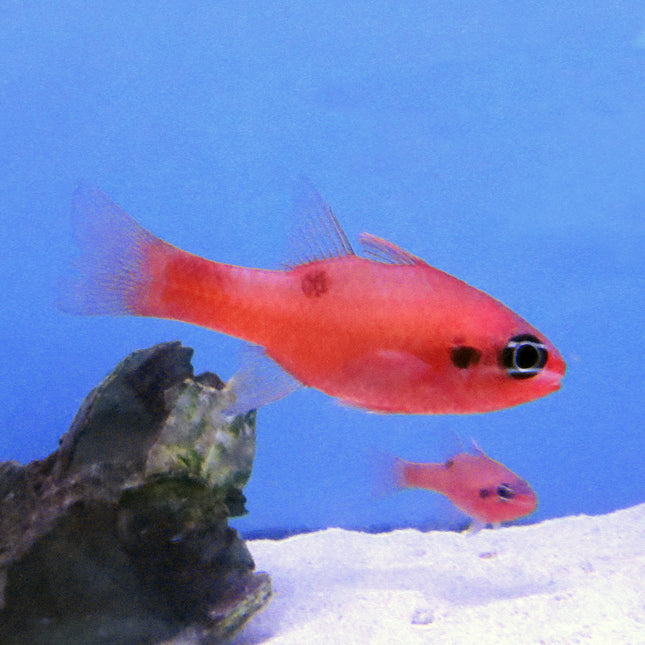 Flame Cardinal (Atlantic)