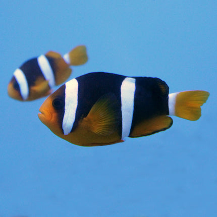 Sebae Clownfish (Asia Pacific)