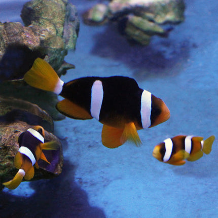 Sebae Clownfish (Asia Pacific)