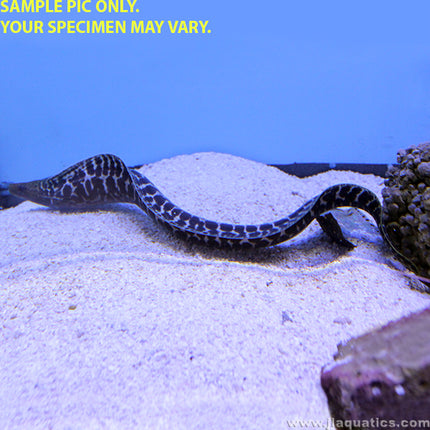 Leopard Moray Eel (Asia Pacific)