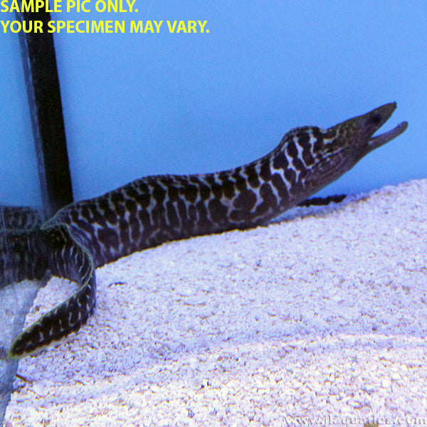 Leopard Moray Eel (Asia Pacific)