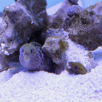 Leopard Moray Eel (Asia Pacific)