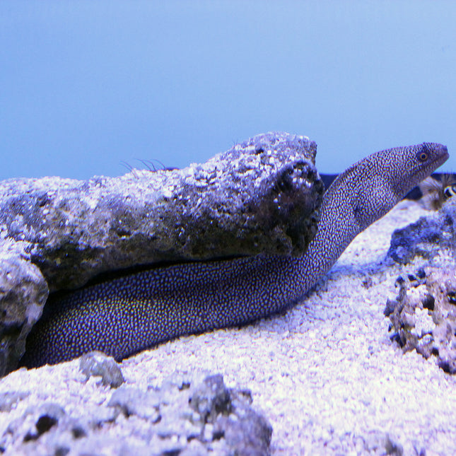 Golden Tail Moray Eel (Atlantic)