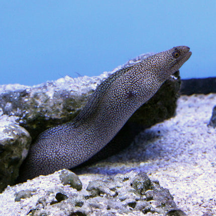 Golden Tail Moray Eel (Atlantic)