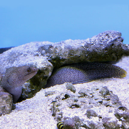 Golden Tail Moray Eel (Atlantic)