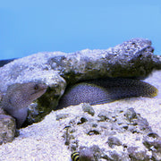 Golden Tail Moray Eel (Atlantic)