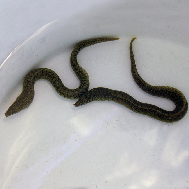 Richardson Moray Eel (Asia Pacific)