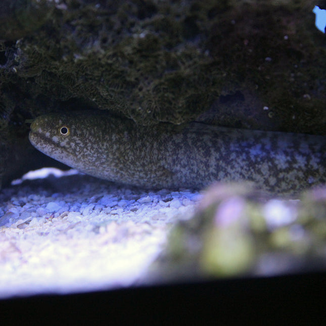 Richardson Moray Eel (Asia Pacific)