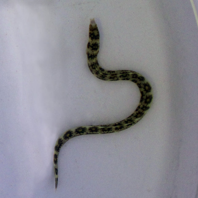 Snowflake Moray Eel (Asia Pacific)