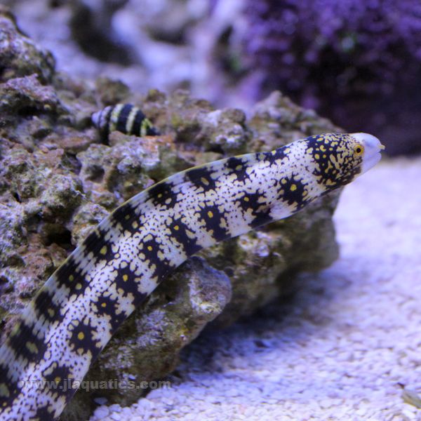 Snowflake Moray Eel (Asia Pacific)