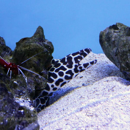 Tessellata Moray Eel (Indian Ocean)