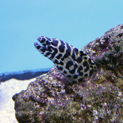 Tessellata Moray Eel (Indian Ocean)