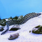 Tessellata Moray Eel (Indian Ocean)