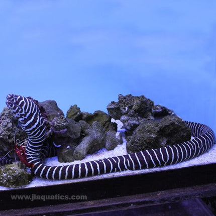 Zebra Moray Eel (Asia Pacific)