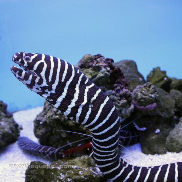 Zebra Moray Eel (Asia Pacific)