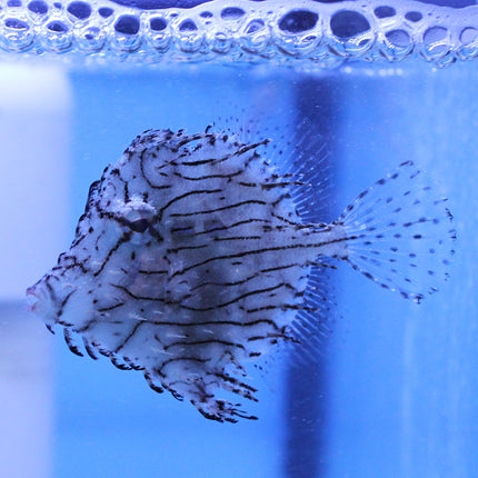 Tassled Filefish (Asia Pacific)