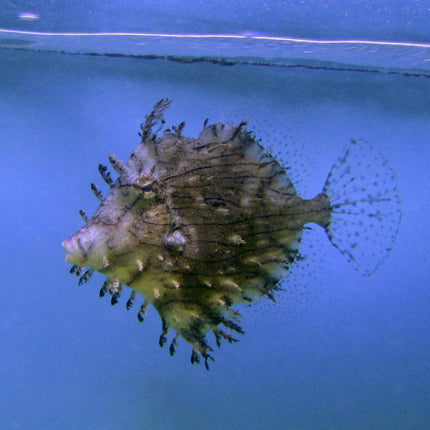 Tassled Filefish (Asia Pacific)