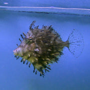 Tassled Filefish (Asia Pacific)