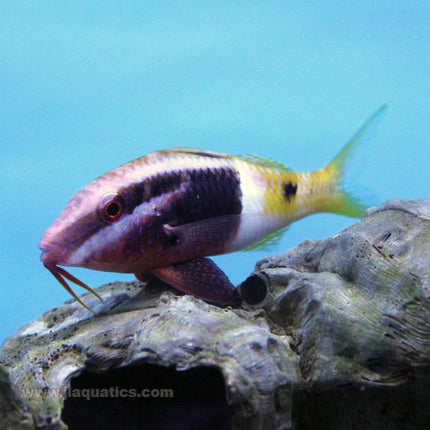 Bicolor Goatfish (Asia Pacific)