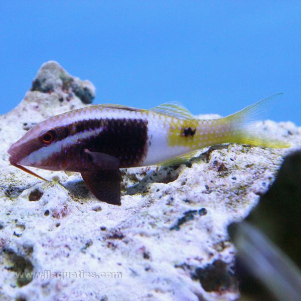 Buy Bicolor Goatfish (Asia Pacific) at www.jlaquatics.com