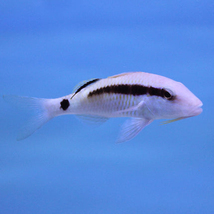 Dash & Dot Goatfish (Indian Ocean)