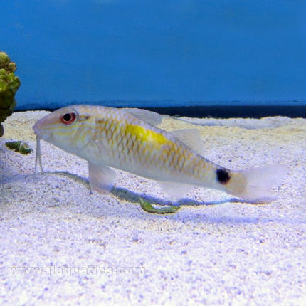 Dash & Dot Goatfish (Indian Ocean)