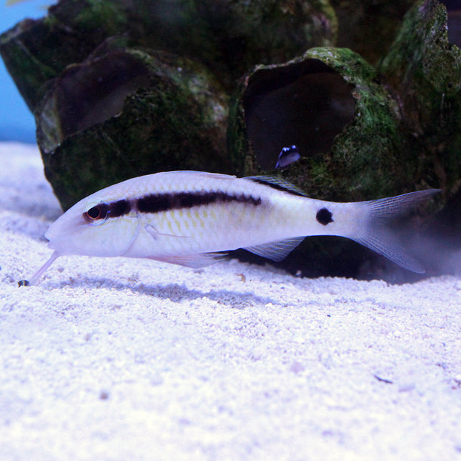 Dash & Dot Goatfish (Indian Ocean)