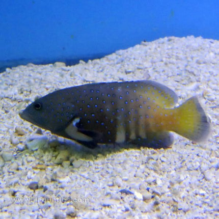 Argus Grouper (Asia Pacific)