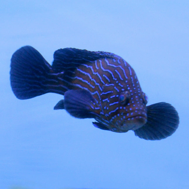 Blue Line Grouper (Indian Ocean)