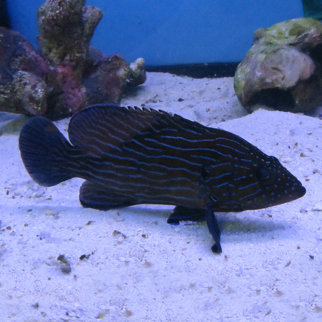 Blue Line Grouper (Indian Ocean)