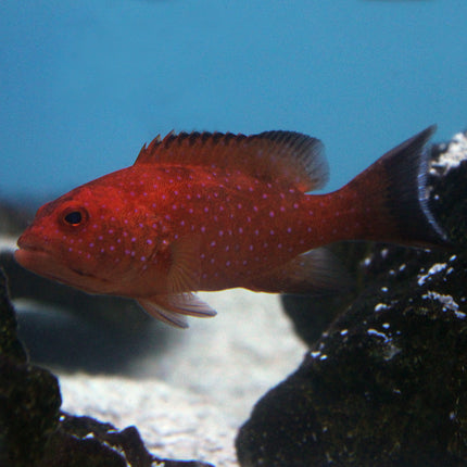 Lyre Tail Grouper (Asia Pacific)