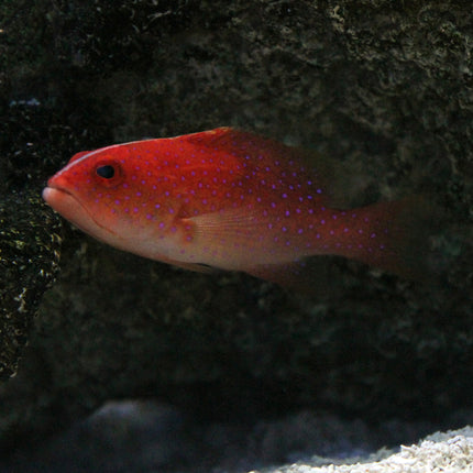 Lyre Tail Grouper (Asia Pacific)