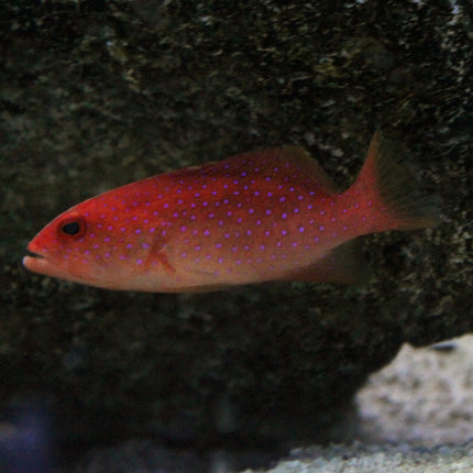 Lyre Tail Grouper (Asia Pacific)