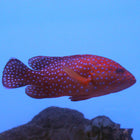 Miniatus Grouper (Asia Pacific)