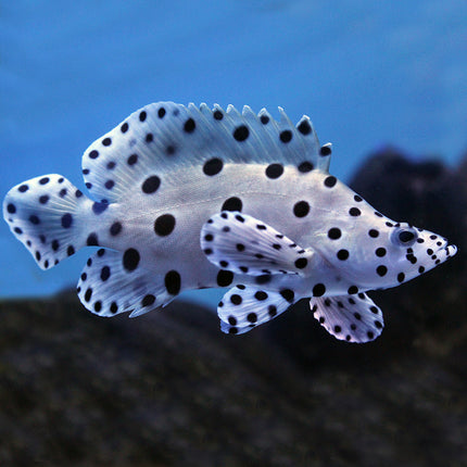 Panther Grouper (Asia Pacific)