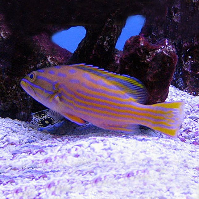 Polleni Grouper (Asia Pacific)