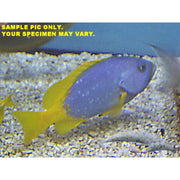 Royal Grouper (Indian Ocean)