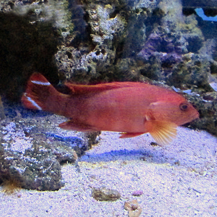 V-Tail Grouper (Indian Ocean)