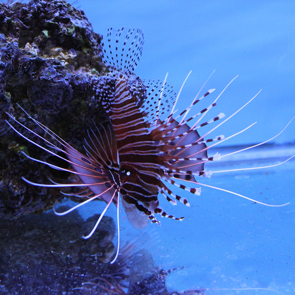 Antennata Lionfish | JLAquatics Canada – J&L Aquatics Ltd. Antennata Lionfish | JLAquatics Canada – J&L Aquatics Ltd.