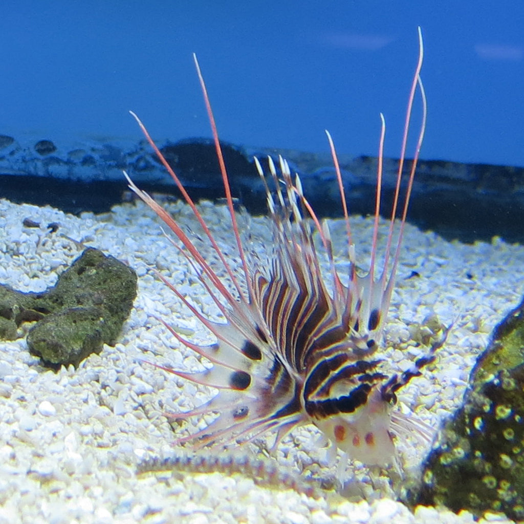 Antennata Lionfish | JLAquatics Canada – J&L Aquatics Ltd. Antennata Lionfish | JLAquatics Canada – J&L Aquatics Ltd.