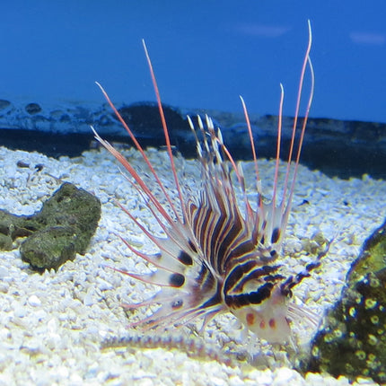 Antennata Lionfish (Asia Pacific)