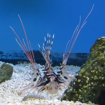 Antennata Lionfish (Asia Pacific)