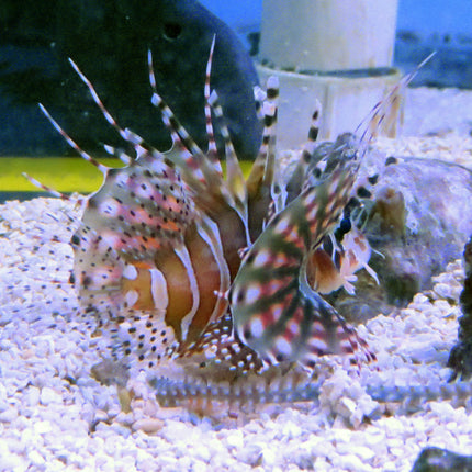 Dwarf Lionfish (Indian Ocean)