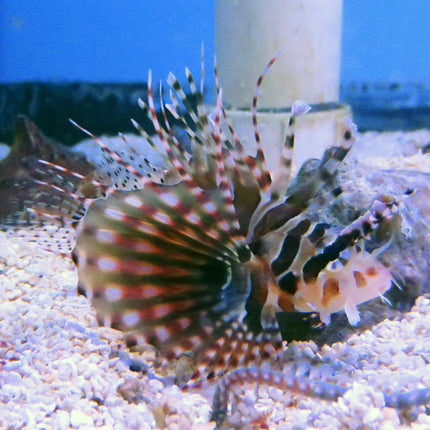 Dwarf Lionfish (Indian Ocean)